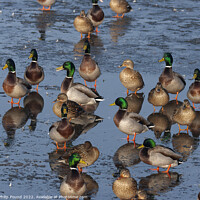 Buy canvas prints of Ducks by Philip Pound