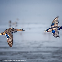 Buy canvas prints of A pair of mallard ducks in flight by Philip Pound
