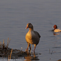 Buy canvas prints of Grey Lag Goose at Sunset by Philip Pound
