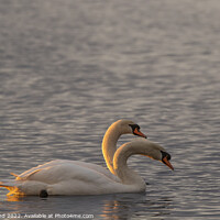 Buy canvas prints of Two mute swans at sunset by Philip Pound