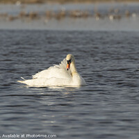 Buy canvas prints of Mute Swan Basking in the sun by Philip Pound