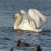Buy canvas prints of Mute Swan Busking by Philip Pound