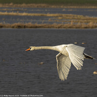 Buy canvas prints of Mute Swan in flight by Philip Pound