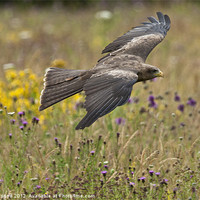 Buy canvas prints of Black Kite in Meadow by Philip Pound
