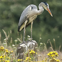 Buy canvas prints of Grey Heron In Wildflower Meadow by Philip Pound