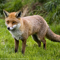 Buy canvas prints of English Red Fox by Philip Pound