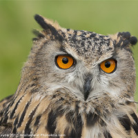 Buy canvas prints of Portrait of an Eagle Owl by Philip Pound
