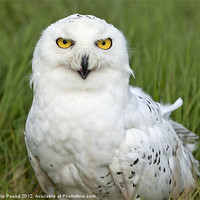 Buy canvas prints of Snowy Owl in grass by Philip Pound