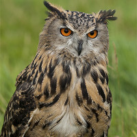 Buy canvas prints of Eagle Owl Sitting in Grass by Philip Pound