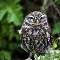 Buy canvas prints of Little Owl by Philip Pound