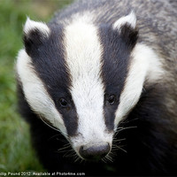 Buy canvas prints of Badger by Philip Pound