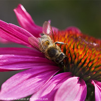 Buy canvas prints of Honey Bee on Echinacea Flower by Philip Pound