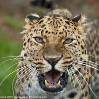 Buy canvas prints of Amur Leopard by Philip Pound
