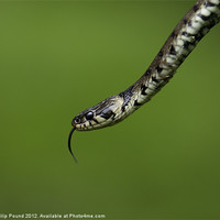 Buy canvas prints of Grass Snake by Philip Pound