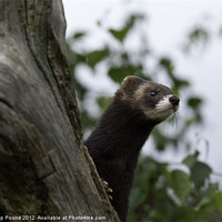 Buy canvas prints of Polecat on the lookout by Philip Pound