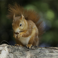 Buy canvas prints of Red Squirrel on Branch by Philip Pound