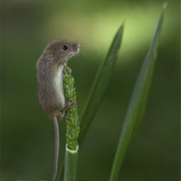 Buy canvas prints of Harvest Mouse On Wheat Stalk by Philip Pound