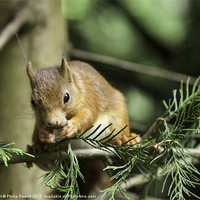 Buy canvas prints of Red Squirrel In Pine Tree by Philip Pound