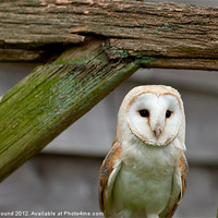 Buy canvas prints of Barn Owl by Philip Pound