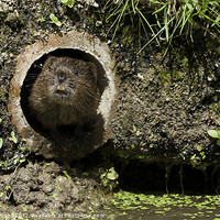 Buy canvas prints of Water Vole by Philip Pound