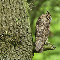 Buy canvas prints of Long Eared Owl on Branch by Philip Pound