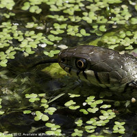 Buy canvas prints of Grass snake in pond by Philip Pound