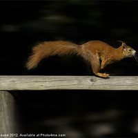 Buy canvas prints of Red Squirrel On The Run by Philip Pound