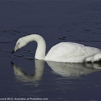 Buy canvas prints of Wild Swan On Icy Lake by Philip Pound