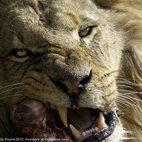 Buy canvas prints of Lion Eating by Philip Pound
