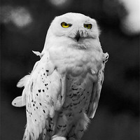 Buy canvas prints of Snowy Owl by Philip Pound