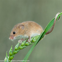 Buy canvas prints of Harvest Mouse on Grass Stalk by Philip Pound