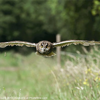 Buy canvas prints of Short Eared Owl Flying by Philip Pound