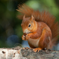 Buy canvas prints of Red Squirrel Eating A Nut by Philip Pound