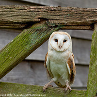 Buy canvas prints of Barn Owl on Wooden Gate by Philip Pound