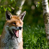 Buy canvas prints of Red Fox by Philip Pound