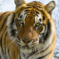 Buy canvas prints of Tiger Portrait by Philip Pound