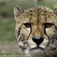 Buy canvas prints of Cheetah Portrait Big Cat by Philip Pound