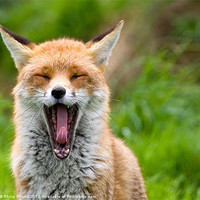 Buy canvas prints of Red Fox Yawning by Philip Pound