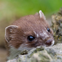 Buy canvas prints of Portrait of a Stoat by Philip Pound