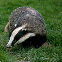 Buy canvas prints of Badger by Philip Pound