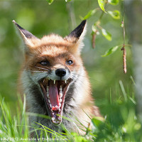 Buy canvas prints of Red Fox With Attitude by Philip Pound