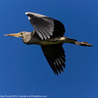 Buy canvas prints of Grey Heron in Flight by Philip Pound