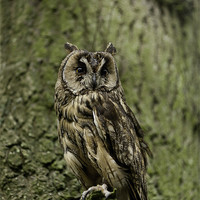 Buy canvas prints of Long Eared Owl by Philip Pound