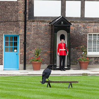Buy canvas prints of Raven at Tower of London by Philip Pound