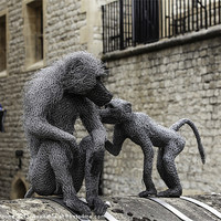 Buy canvas prints of Monkeys at Tower of London by Philip Pound