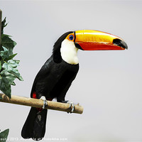 Buy canvas prints of Toucan by Philip Pound
