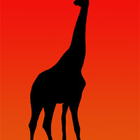 Buy canvas prints of African Giraffe at Sunset by Philip Pound