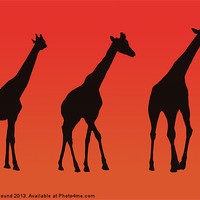 Buy canvas prints of Giraffes Silhoutte at Sunrise by Philip Pound