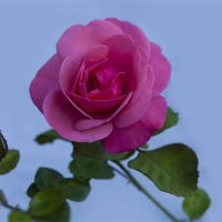 Buy canvas prints of English Pink Rose by Philip Pound