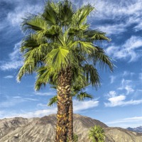 Buy canvas prints of Palm Tree by Philip Pound